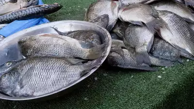 Tilapia Warning: US Woman Loses All Four Limbs After Consuming Contaminated Fish