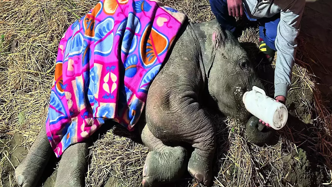 Train Accident Claims Mother Elephant, Baby Under Treatment