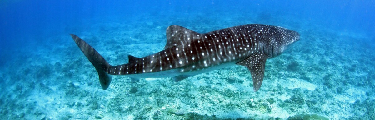 The Wildlife Trust of India extends its ‘Save The Whale Shark’ campaign to Lakshadweep.