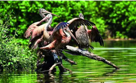 10 Pelicans Rescued from Chennai Oil Spill Returned to Wild on World Wildlife Day