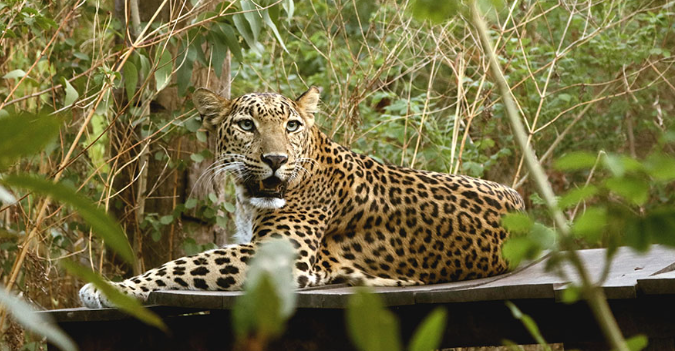 Manikdoh Leopard Rescue Center: Caring for Aging Big Cats