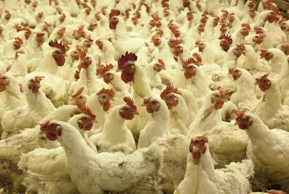Massive Bird Flu Outbreak in Jharkhand; Ranchi on Alert, Chicken Sales Banned