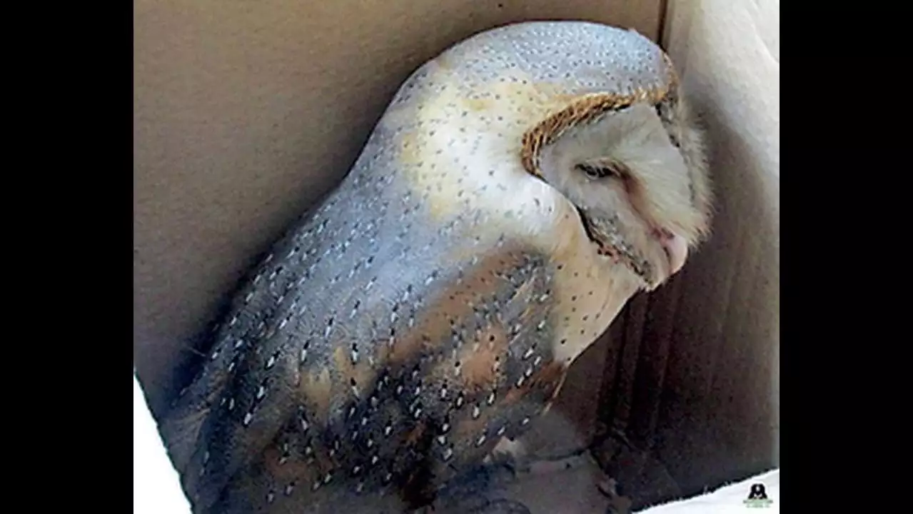 Owl Rescued from Delhi’s Lodhi Hotel by Wildlife SOS