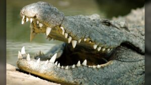 Crocodile Attack in UP: Mother Emerges as Real-Life Hero for Her Child
