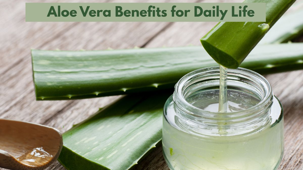 Healing Naturally: Aloe Vera’s Endless Benefits for Daily Life