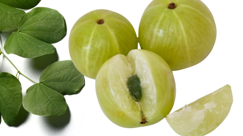 When Is Akshaya Navami 2025? Know Its Significance, Amla Tree Rituals, and Traditions