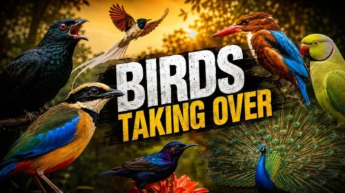 Heard That “Koo-ooo” Sound? These Birds Are Taking Over Indian Summers